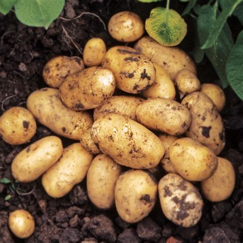 hermes adretta|Adretta potatoes: variety description, photos, characteristics, .